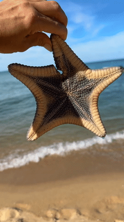 A casual beach morning at Baan Tai, starfish and all