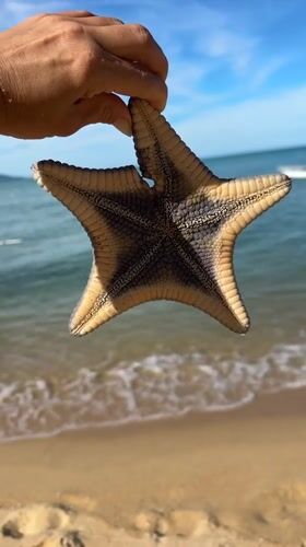 A casual beach morning at Baan Tai, starfish and all