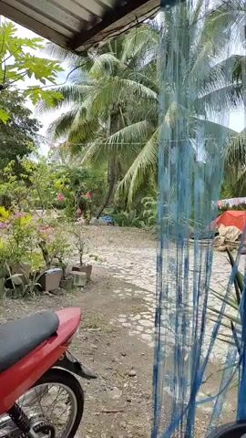 A red motorcycle is parked next to a wooden pillar, partially visible. Beyond the motorcycle, there are potted plants with pink and white flowers. The background shows a dirt path leading into a tropical landscape with palm trees. A blue net hangs to the right of the frame, partially obscuring the view. The scene appears to be outdoors, possibly in a rural or tropical setting.