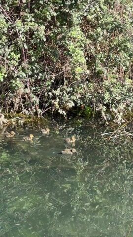 The video shows several ducklings swimming in a small, murky pond. The water reflects the surrounding greenery, giving it a green tint. The ducklings are small and fluffy, with yellow beaks. They paddle gently through the water, creating ripples. Some fallen branches are visible in the water, adding to the natural feel of the scene. The pond is surrounded by dense foliage, mainly leafy bushes and trees. The sunlight filters through the leaves, creating patches of light and shadow on the water's surface.
