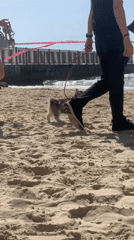 Typical beach day unfolds along Tel Aviv Mediterranean coastline
