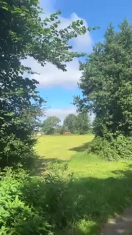The camera pans from between two trees, revealing a large grassy field surrounded by more trees in the distance under a bright blue sky with fluffy white clouds.