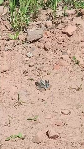 A close-up, slightly shaky video shows a group of small, light blue butterflies clustered together on dry, sandy soil. The butterflies are the central focus, with their wings folded. Around them, the ground is scattered with small pebbles and reddish-brown dirt. Patches of dry grass and some green sprouts are visible around the edges of the frame. In the background, out of focus, are more rocks and some taller green plants. The lighting suggests it is daytime with sunlight.