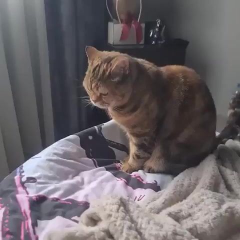 A tabby cat sits on a bed, looking down at something on the patterned duvet. The cat is facing left in profile, its tail curled around its body. The duvet has a black and pink abstract pattern. A fluffy cream-colored blanket is draped over the side of the bed in the foreground. In the background, there is a dark piece of furniture with a white box topped with a pink bow and a straw bag on it. Dark curtains are visible on the left side of the frame. The lighting suggests it is daytime.