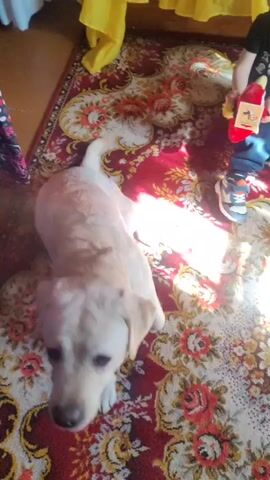A golden retriever puppy is playing with a young child on a patterned rug in a room. The puppy is light-colored and appears to be lying down and then stretching out. The child is wearing a black shirt and blue pants and is kneeling on the rug, holding a red stuffed toy. The child is interacting with the puppy, possibly playing with it. There is a yellow fabric draped in the background and some clothing on the left side of the frame. The lighting suggests it is daytime and sunlight is coming into the room.