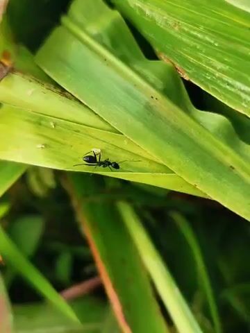 The video shows a close-up, shaky view of a black ant on a green leaf. The ant is walking across the leaf. The background is blurred green foliage. The lighting is natural.