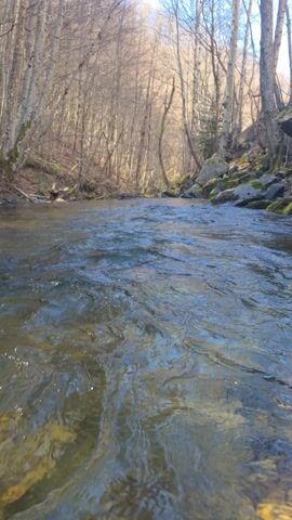 The video shows a clear river flowing through a forest. The trees are bare, suggesting it is either late fall or winter. The camera appears to be positioned very low, almost at water level, giving a unique perspective of the water flowing past. Sunlight is visible through the trees. The water is clear enough to see the riverbed. Some rocks covered in moss can be seen on the riverbank.