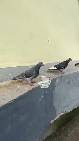 The video shows four pigeons standing on a concrete ledge. The ledge is a flat, rectangular surface with a textured, weathered appearance. The background consists of a pale yellow wall with a few small, blurry stickers. The wall is clean, and the concrete ledge appears to be damp in some areas. The pigeons are of various shades of gray and black, with some having white markings on their wings. They are facing in different directions, and some appear to be interacting with each other, while others are looking away. The lighting suggests it is daytime, possibly overcast.