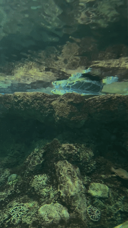 Sea turtles mate in San Diego aquarium exhibit