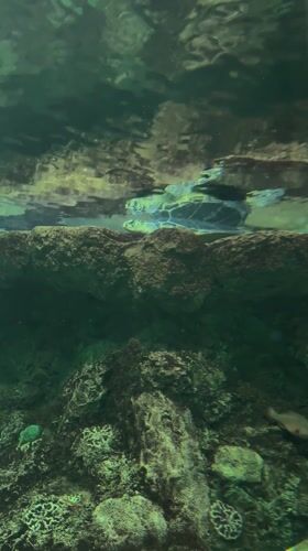 Sea turtles mate in San Diego aquarium exhibit