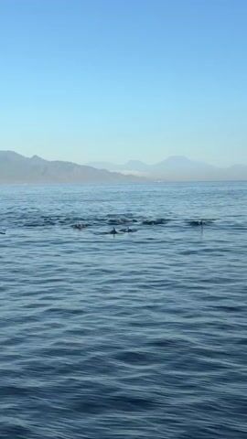 The video shows a wide shot of a calm blue ocean with a clear sky. In the distance, a mountain range is visible along the coastline. In the middle ground, a pod of dolphins are swimming and surfacing, creating ripples on the water. One person is visible on a paddleboard or surfboard on the left side of the frame, paddling among the dolphins. The sun is shining, creating a bright and peaceful atmosphere.