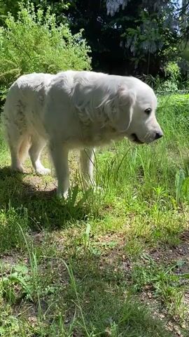 The video shows a large, white dog in a grassy area. The dog is walking slowly, sniffing the ground as it moves. The environment is a garden or park with green grass and trees in the background. The lighting suggests it is daytime with bright sunlight.