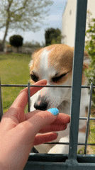 Person pets dog through fence in northern Greece