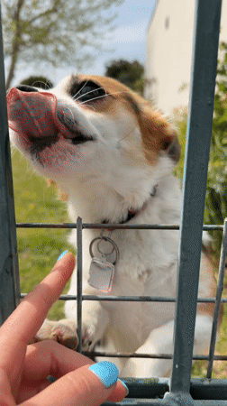 Person pets dog through fence in northern Greece