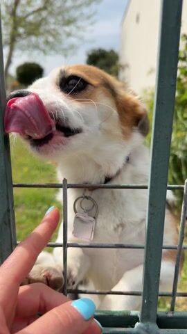A person's hand with blue nail polish is shown petting a small dog through a gray metal fence. The dog is white and tan, with a black collar, and it licks its nose with a pink tongue. The background includes a green lawn, trees, and a white building.