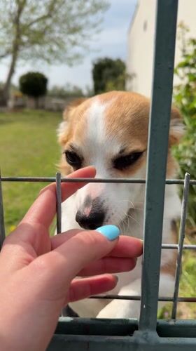 Person pets dog through fence in northern Greece