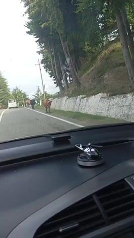 The video begins with a view from inside a car looking out the windshield at a road lined with trees. Two cows are visible on the side of the road. One is light brown and the other is black. The car is moving forward. The camera pans slightly to the right, showing more of the wooded area and the road. The black cow walks across the road and disappears from view. The light brown cow also moves away. The car continues driving down the road. The scene shifts to show a wider view of the road, with trees on both sides and a cloudy sky. A single black cow is seen grazing on the side of the road. The car drives past the cow and continues down the road, which curves to the left. In the distance, mountains can be seen under the cloudy sky. The video ends as the car continues to drive away from the cows and into the landscape.