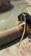 Dog plays in Barcelona park fountain amid roses and statues
