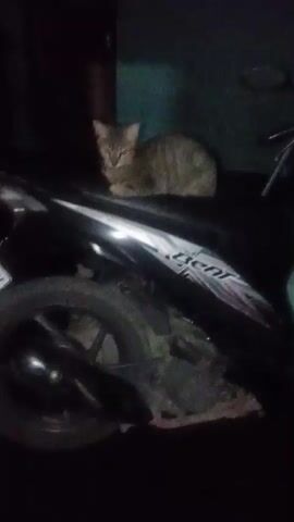 A tabby cat with green eyes is sitting on the seat of a black motorcycle at night. The cat is facing the camera and is in focus. The motorcycle has a white decal with the word "BEAT" on the side. The background is dark and blurry. The video is brief, showing only the cat and a portion of the motorcycle.
