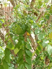 Yellow bird tends nest in Lhokseumawe tree