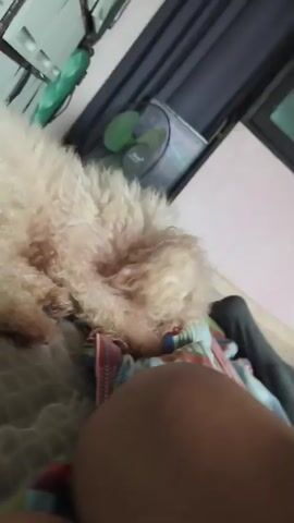 A poodle lies on a striped blanket. A person's hand and leg are visible in the foreground. In the background, a green fan is partially obscured by dark curtains.