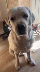 Dog receives treats from owner in Mytishchi home