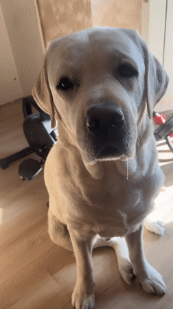 Dog receives treats from owner in Mytishchi home