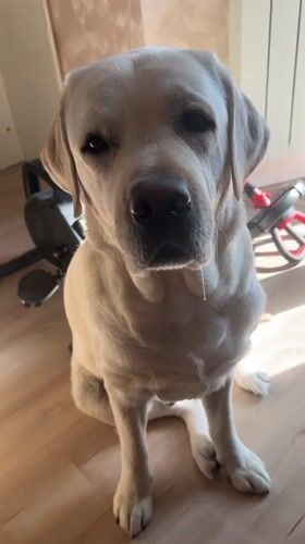 Dog receives treats from owner in Mytishchi home