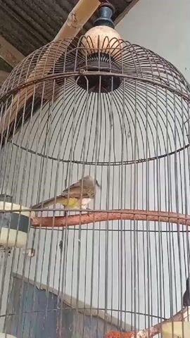A small bird is inside a birdcage. The cage is made of thin metal bars and has a wooden perch. The bird is light brown and yellow, with a white marking around its eye. It is pecking at something on the perch. The background is a white wall, and the top of the cage is supported by bamboo.