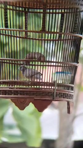 The video shows a close-up view of a birdcage. Inside the cage, there are two birds. One bird, with dark brown and gray feathers, is perched on a horizontal wooden bar in the lower half of the cage. The other bird, mostly obscured by bars and out of focus, appears to be smaller and lighter in color, possibly with blue markings on its head, and is located on a higher perch. The cage is made of dark wood with vertical bars and decorative elements at the bottom. The background is blurred, suggesting greenery, possibly leaves or foliage, indicating an outdoor setting or a location with plants nearby. The lighting appears natural.