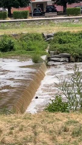 A muddy brown river flows over a small man-made waterfall. The river is frothy with white foam. Tall green grass grows on the banks of the river. In the background, there is a street with cars and buildings. The sky is overcast.