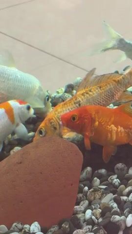 A group of goldfish swim in an aquarium. A large reddish-brown rock is in the foreground, with small, colorful pebbles lining the bottom of the tank. Several fish, including a bright orange one with yellow and white markings, a white fish with orange markings, and a pale, almost translucent fish, are visible. The fish are swimming and interacting with each other.