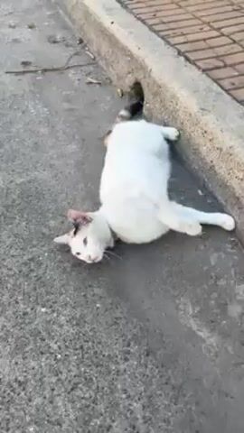 The video shows a white cat with black spots lying on a gray asphalt surface next to a concrete curb. The cat has a pink collar. The cat rolls around and looks up at the camera. A person speaks to the cat in Spanish.