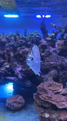 Marine aquarium display captured in Mexico City
