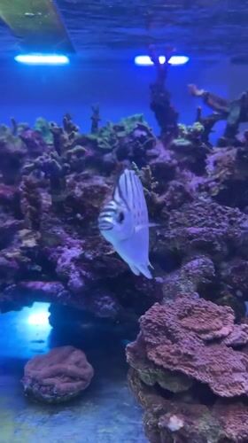 Marine aquarium display captured in Mexico City