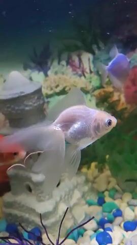 In a home aquarium, several fish swim among colorful decorations and gravel. The primary focus is on a light-colored fish with long, flowing fins, and an orange, black, and white fish that swims into view. The aquarium also contains artificial plants and decorative rocks.