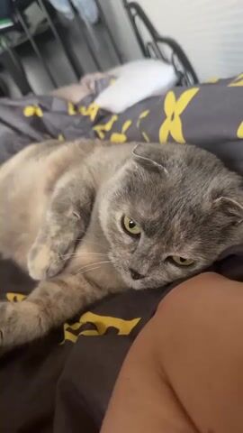 A close-up shot shows a Scottish Fold cat lying on a bed with a person's leg in the foreground. The cat has grey and tan fur with distinctive folded ears and yellow eyes. It is resting its head on the bedspread, which is dark grey with a yellow floral pattern. The cat's left paw is extended in front of it. The background is blurred but appears to show bedding and possibly furniture. The lighting is natural and appears to be daylight. The overall impression is of a relaxed domestic scene.