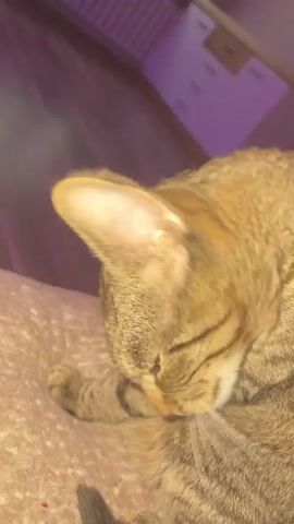 The video shows a close-up of a tabby cat grooming its paw. The cat is lying down on a soft, textured surface that appears to be a blanket or rug. The background is dimly lit with purple ambient lighting, suggesting it might be nighttime or a dimly lit room. The cat's fur is a mix of brown, black, and grey stripes. Its eyes are closed, indicating it is relaxed and focused on its grooming. A portion of its body, including its striped tail, is visible in the lower part of the frame. The overall scene evokes a sense of peace and domesticity. There is no visible text in the media file.