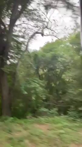 The video shows a view from a moving vehicle, capturing lush green vegetation, including trees and undergrowth, passing by. The sky is overcast. The camera appears to be filming from inside a car or other transportation moving alongside the trees.