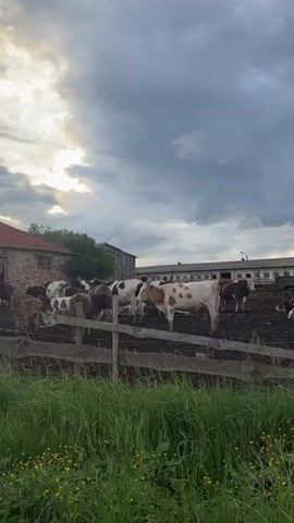 The video shows a group of cows in a muddy pen, with farm buildings in the background under a cloudy sky. The cows are various colors, mostly white with brown or black markings. They are standing near a weathered wooden fence. One cow is prominently positioned in the center of the frame, looking to the right, with its tongue slightly sticking out. The ground in the pen is muddy and churned up. Behind the pen, there are two large farm buildings: one is made of corrugated metal, and the other is a longer, older structure with multiple windows.  There is some green vegetation visible in the foreground.