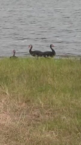 The video shows three birds standing on the edge of a grassy area next to a body of water. The birds are mostly black with red beaks and necks. The grass is green in some areas and brown in others. The water is gray and slightly choppy. The camera is stationary.
