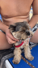 Lazy beach morning in Nesebar with a small dog in tow