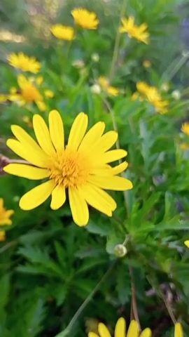 The video features a close-up shot of a vibrant yellow flower, resembling a daisy, in full bloom. Its petals and central disk are sharply in focus. In the softly blurred background, numerous other similar yellow flowers are visible amidst lush green foliage, creating a natural and serene outdoor scene.

The lighting suggests it is daytime, possibly morning or late afternoon, with a gentle, diffused light illuminating the flowers and contributing to a bright, cheerful atmosphere. The camera holds a steady, static view, with only very subtle, almost imperceptible movements. There are no people, visible objects, or text present in the frame. The scene evokes a sense of peace and natural beauty, consistent with a garden or field setting. The location context provided is Villa Domínico, Argentina.