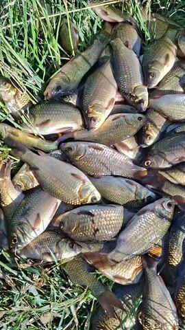 A large pile of small fish is spread out on green grass. The fish are mostly a silvery-bronze color and appear to be recently caught, as many of them are still intact. A hand, partially visible on the left side of the frame, is holding some of the fish. The overall scene suggests a successful fishing trip or a display of a catch.