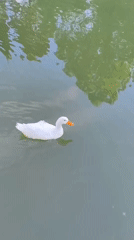 Afternoon at a Sochi park: ducks, birds, and greenery