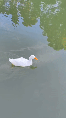Afternoon at a Sochi park: ducks, birds, and greenery