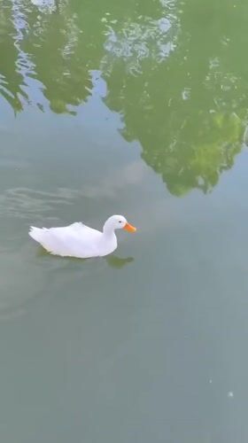 Afternoon at a Sochi park: ducks, birds, and greenery
