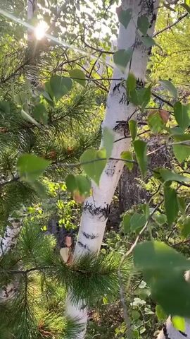 The video shows a close-up view of trees, with a focus on a white birch tree trunk that is partially obscured by pine branches. The sun is shining through the leaves, creating dappled light. The camera is slightly shaky, suggesting it may be handheld. The environment appears to be a forest or wooded area, with lush green foliage. There are no people or animals visible in the video. The video appears to be a short, nature-focused clip.