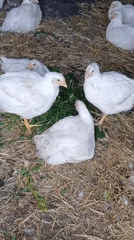 Backyard farm life: chickens, fresh tomato harvest, quiet domesticity