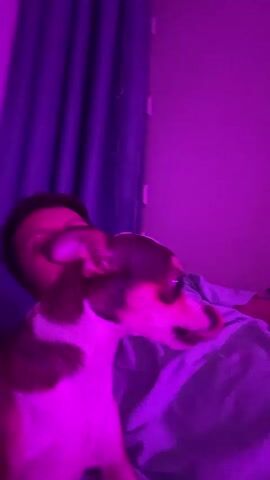 A person is lying in bed with purple lighting. A small dog is licking the person's face. The person is wearing a light blue t-shirt. The dog is white and brown.